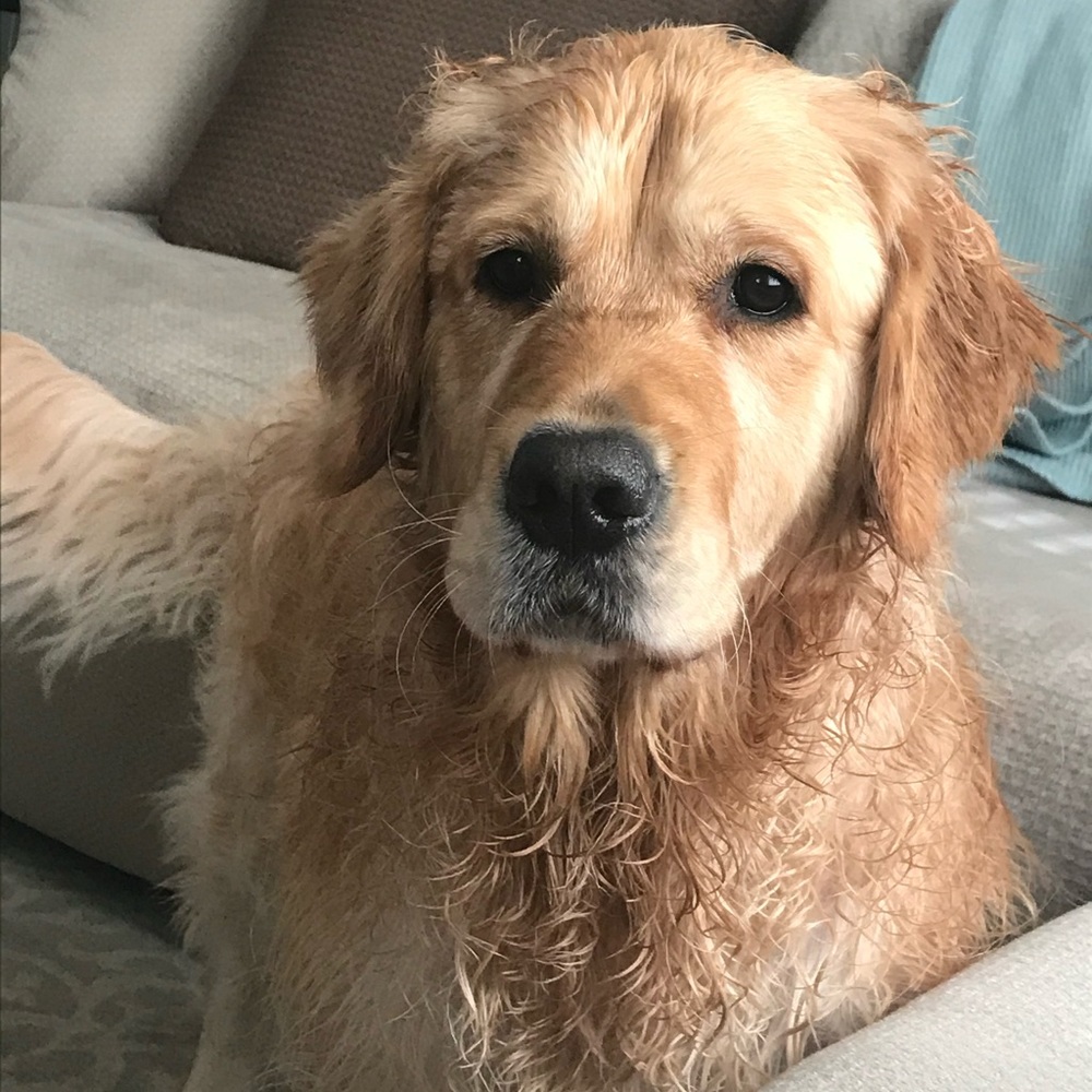 Meet your Posher, Tristin